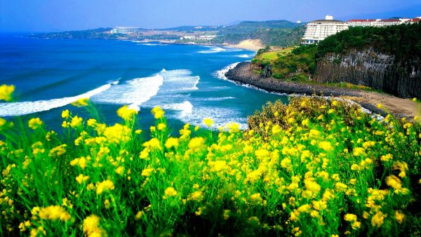 Hòn đảo tình yêu Jeju