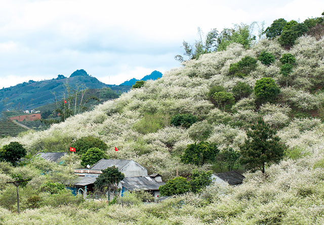 Hình ảnh du lịch Tết 2015 – Ngây ngất sắc hoa mận trắng Mộc Châu