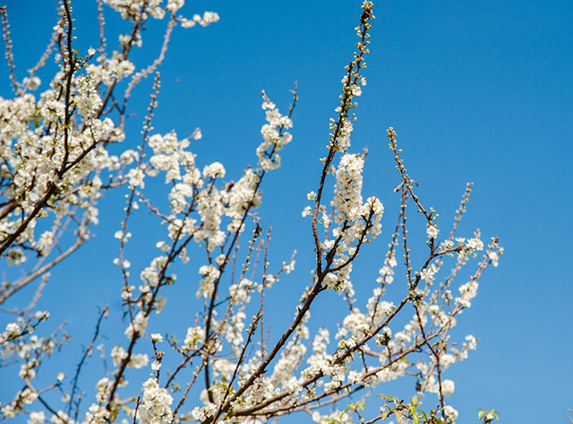 Hình ảnh du lịch Tết 2015 – Ngây ngất sắc hoa mận trắng Mộc Châu