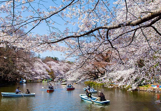 Hình ảnh kinh nghiệm du lịch Nhật Bản tiết kiệm mùa Tết