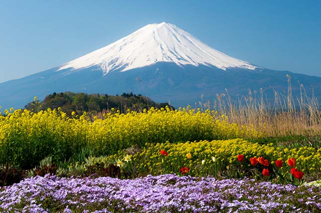 Hình ảnh kinh nghiệm du lịch Nhật Bản tiết kiệm mùa Tết