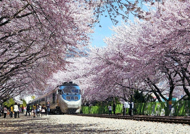Hình ảnh lễ hội hoa anh đào tháng 4 ở Hàn Quốc