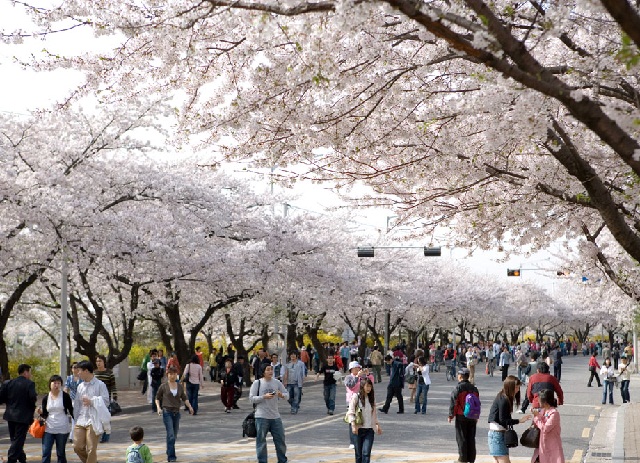 Hình ảnh lễ hội hoa anh đào tháng 4 ở Hàn Quốc