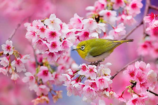 Hình ảnh du lịch Nhật Bản tháng 4 ngắm hoa anh đào nở