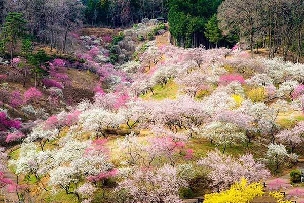 Hình ảnh du lịch Nhật Bản tháng 4 ngắm hoa anh đào nở