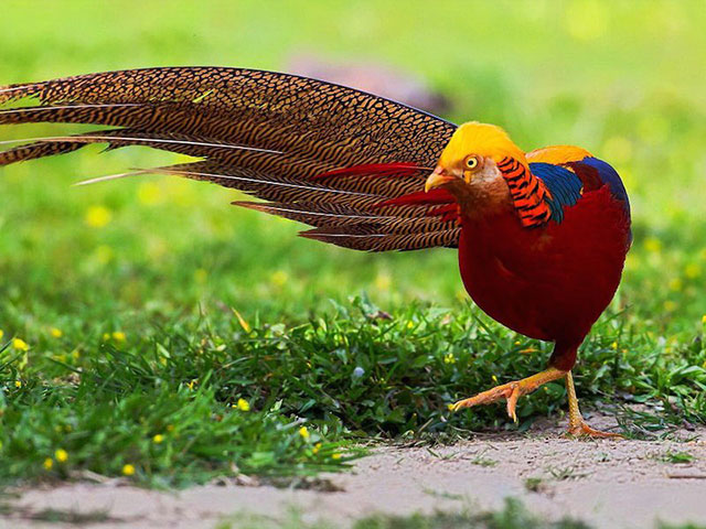 Tản mạn chim đẹp ở Việt Nam