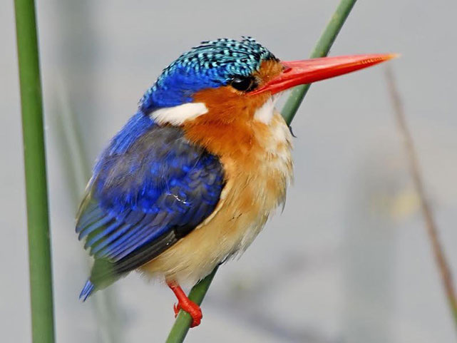 Hình ảnh những loài chim đẹp nhất thế giới