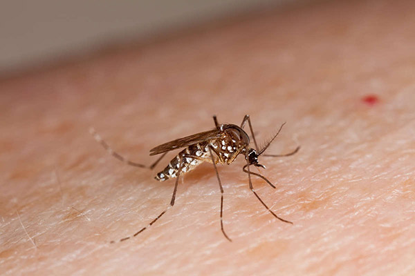 Hình ảnh cách nhận biết và phòng tránh Zika