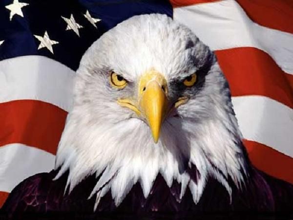 Biểu tượng nước Mỹ - Đại bàng đầu trắng