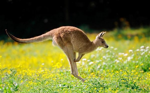 Biểu tượng động vật - chuột túi Kangaroo