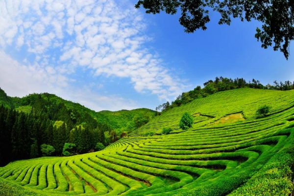 Cánh đồng trà ở Beseong