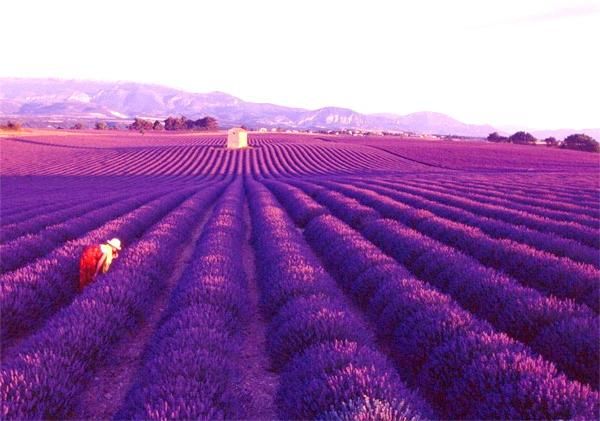Trang trại hoa lavender ở Hokkaido