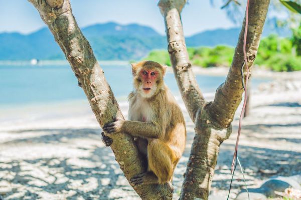  Đảo Khỉ Nha Trang là nơi sinh sống của hàng ngàn con khỉ nghộ nghĩnh