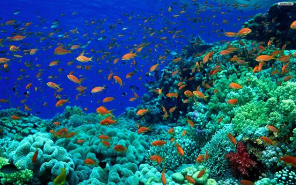 Trải nghiệm lặn ngắm san hô khám phá đại dương