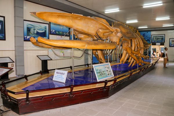 Bộ xương cá voi khổng lồ dài 18m, nặng 10 tấn được trưng bày tại viện Hải dương học