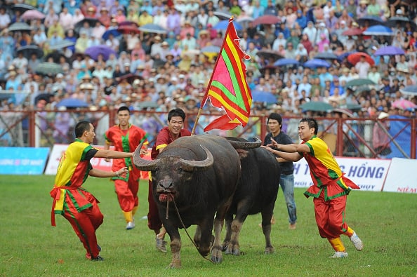 Ngày 9 tháng 8 Âm lịch sẽ diễn ra lễ hội Chọi trâu Đồ Sơn