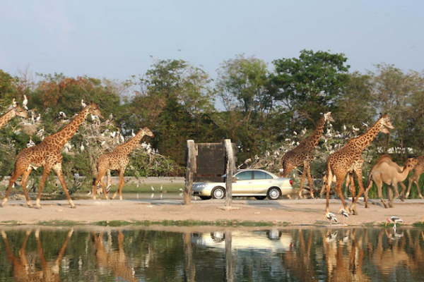 Tham quan công viên và ngắm nhìn các loài động vật tại Safari World