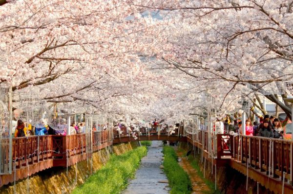 Đi Hàn Quốc mùa xuân ngắm hoa anh đào