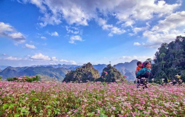 Cánh đồng hoa tam giác mạch ở Hà Giang