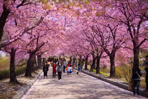 Lễ hội hoa Jeju Hàn Quốc