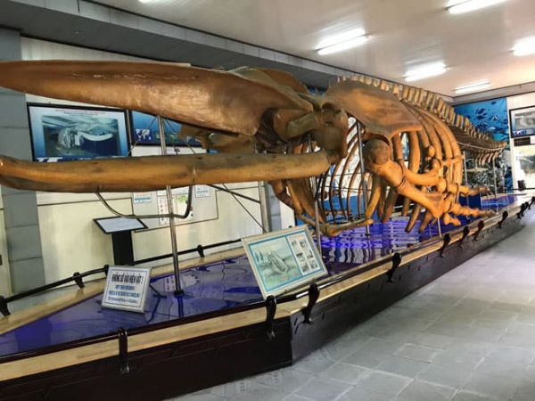 Bộ xương cá voi khổng lồ dài 18m tại Viện Hải dương học