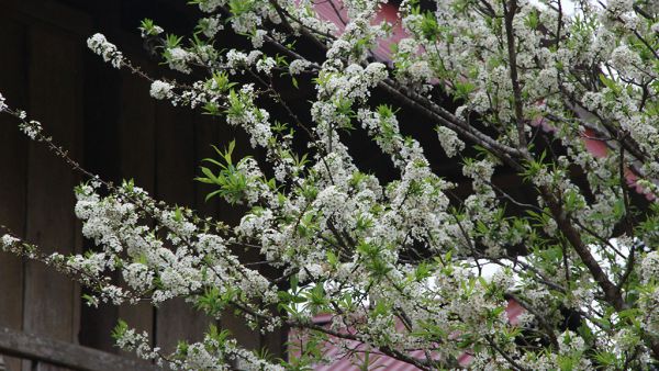 Hoa đào, hoa mận nở trắng miền Tây Nghệ An vào mùa xuân