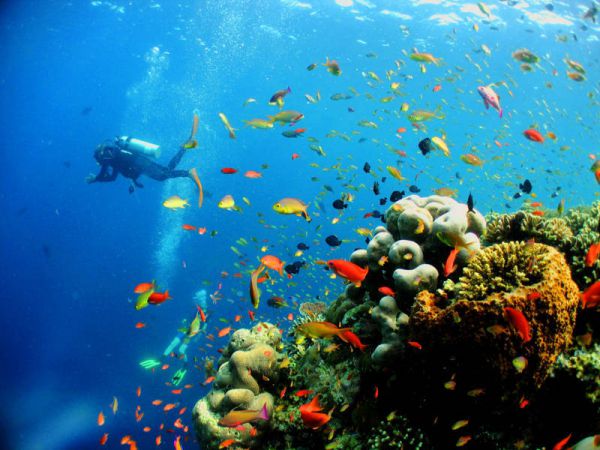 Du lịch Nha Trang tháng 3 đừng quên trải nghiệm lặn ngắm san hô tại hòn Mun