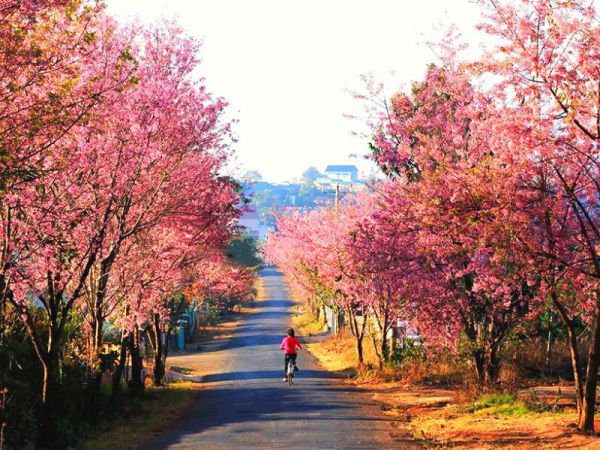 Những con đường rợp hoa mai anh đào sẽ là những “background” tuyệt đẹp tựa xứ Hàn