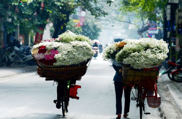 Tháng 10 Thủ đô Hà Nội tràn ngập tràn hoa cúc vàng