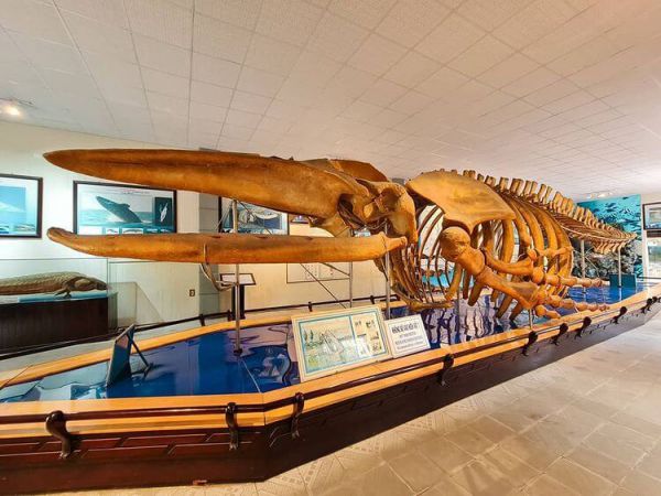 Bộ xương cá voi siêu to khổng lồ đang được trưng bày tại viện Hải dương học Nha Trang