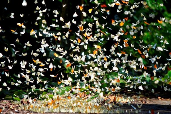 Mùa bướm tại Cúc Phương