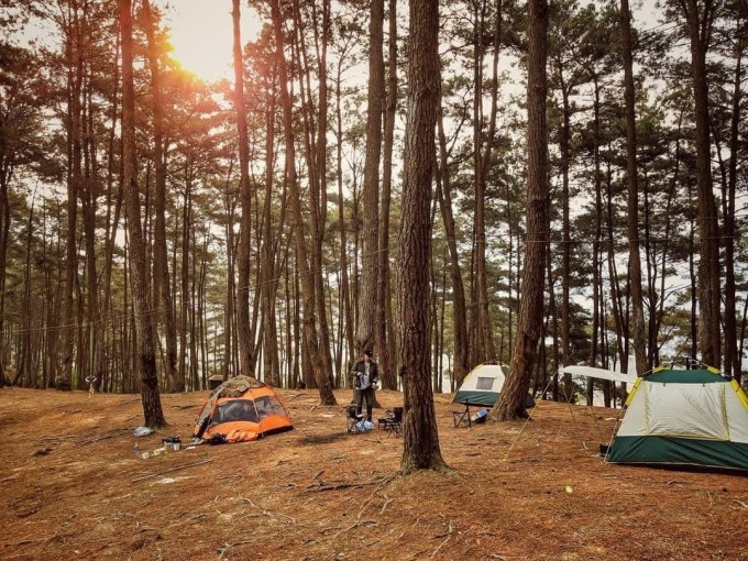 Rừng thông Yên Mình còn là điểm tuyệt vời để cắm trại đấy